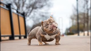 Como alimentar a tu American Bully