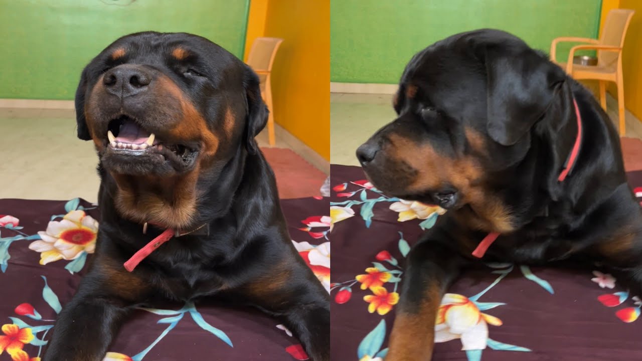 Warning! Rottweiler on Fire 🔥 #RottweilerAttack #TrendingNow #live #DogLovers