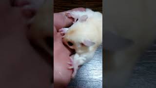 Hand Tamed Leucistic baby sugar glider