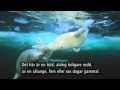 Måndagsreportaget Undervattensfotografen Brian Skerry Nyhetsmorgon TV4 Måndagsreportaget Undervattensfotografen Brian Skerry Nyhetsmorgon TV4