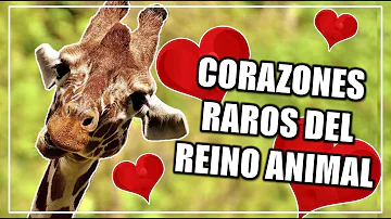 ¿Qué ser vivo tiene 5 corazones?