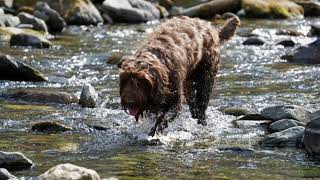 Pudelpointer Dog, Pudelpointer as a Pet, Pros and Cons of Owning a Pudelpointer