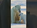 Snow Bear with its cute babies