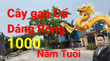 Cây GẠO Dáng RỒNG NẰM 1000 Năm Tuổi ✓ TUE NHI VLOGS Thăm Cây Cổ Thụ Thái thịnh-Thái Thụy-Thái Bình