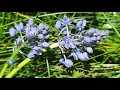 Bluebells from Italy: Hyacinthoides italica, the Italian Bluebell cultivation and care