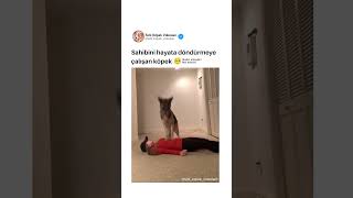 Sahibini Hayata Döndürmeye Çalışan Köpek