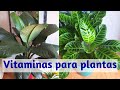 Vitaminas que yo coloco a mis plantas, para que estén hermosas / Liliana Muñoz