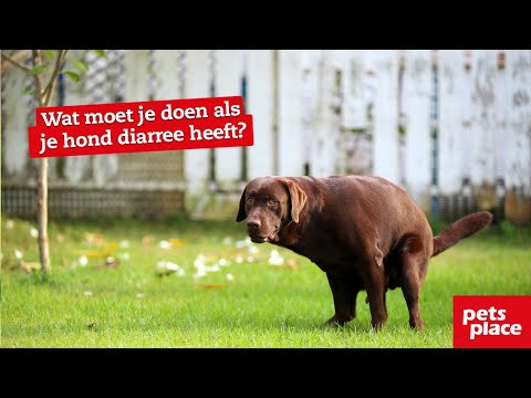Video: Wat Om Te Doen As U Hond Diarree Het?