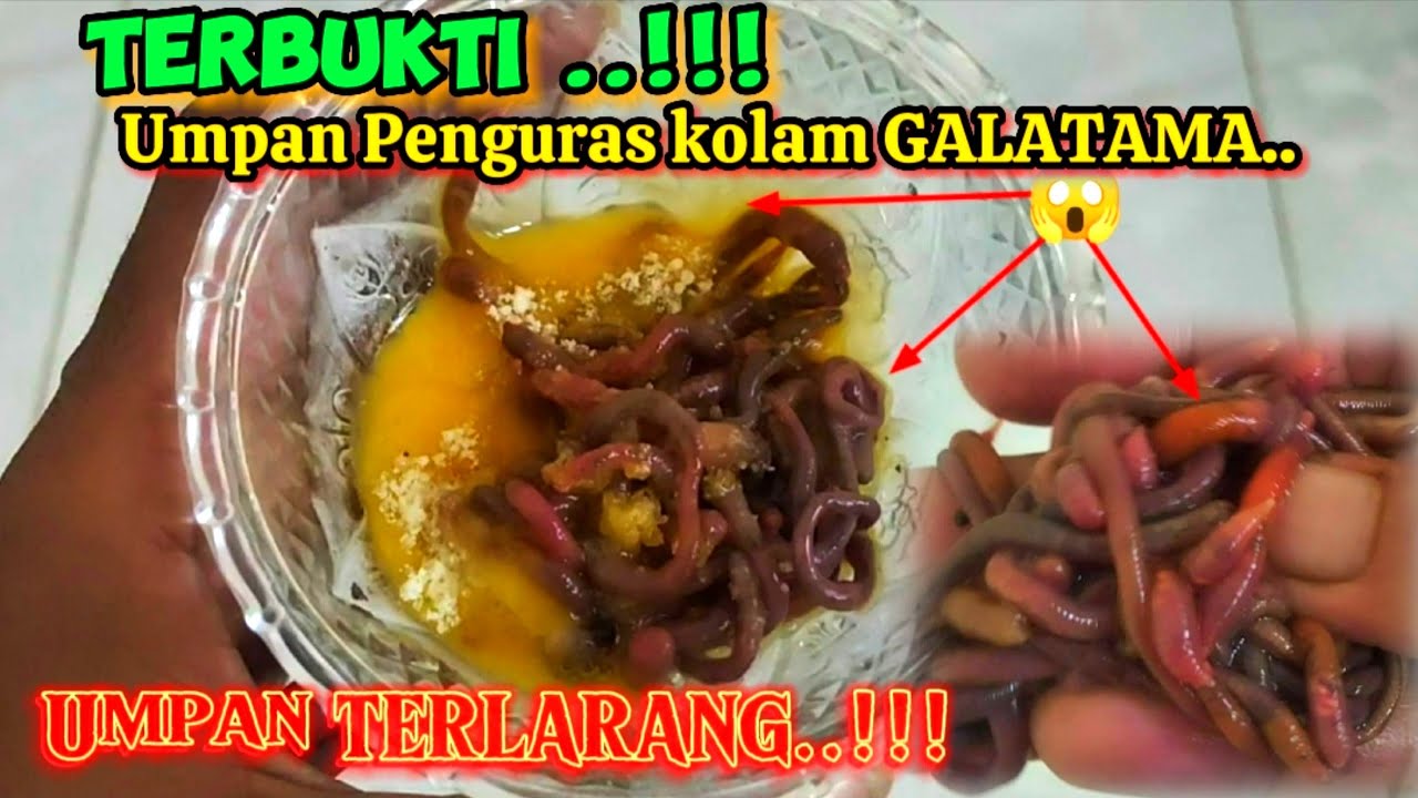 Umpan racikan cacing paling jitu di galatama lele masteran || Terkini