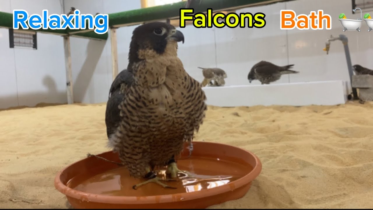 Falcon Enjoying  A Summer In Moulting Time🌹💕🛁🛁