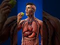 Pear Human Digestive System 3D Medical Anatomy Visualization Cinematic Render | BodyRoute3D