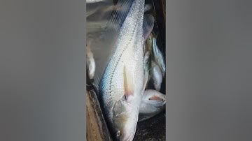 Câu sông Thiên nhiên Câu được Cá sửu Bằng mồi Tép