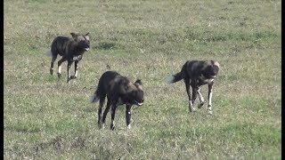 African wild dog pack chasing prey