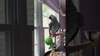 Talking with dad and Alexa this afternoon while dad tries to work🤣#talkingparrot #funnyparrot #birds