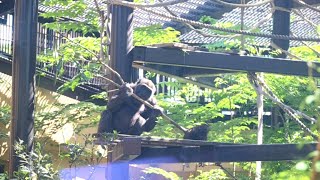 Kintaro ate the loquat tree we planted. Thanks for the food. Date taken: 2024.5.11 by きょうのゴリラ Gorilla today 1,473 views 4 days ago 23 minutes