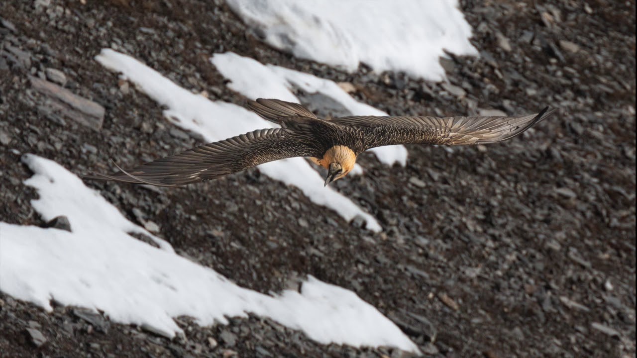 Gypaète barbu le plus grand rapace des Alpes YouTube — free download