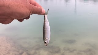 【沖縄釣り】新鮮ミジュンをぶん投げたら