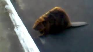 Slav beaver thinks he's a pedestrian