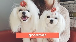 GROOMER - wizyta u psiego fryzjera! / maltese grooming
