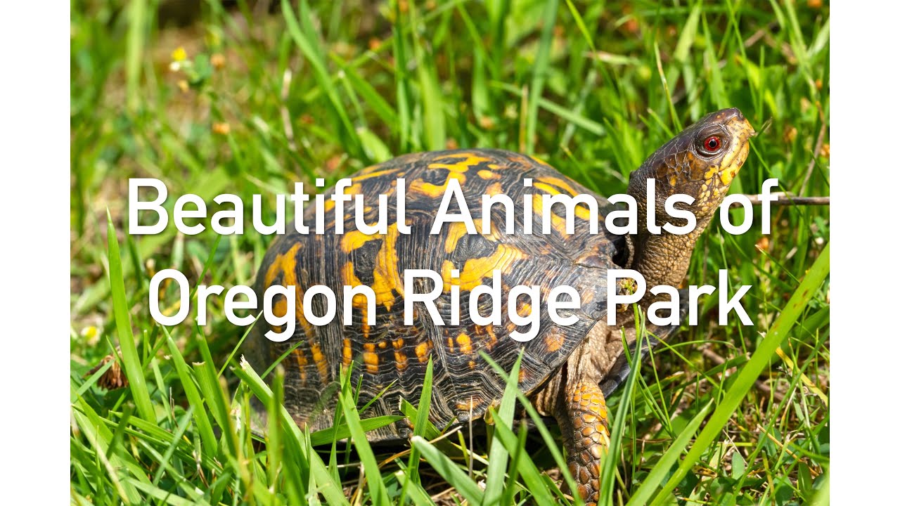 Beautiful Animals of Oregon Ridge Park