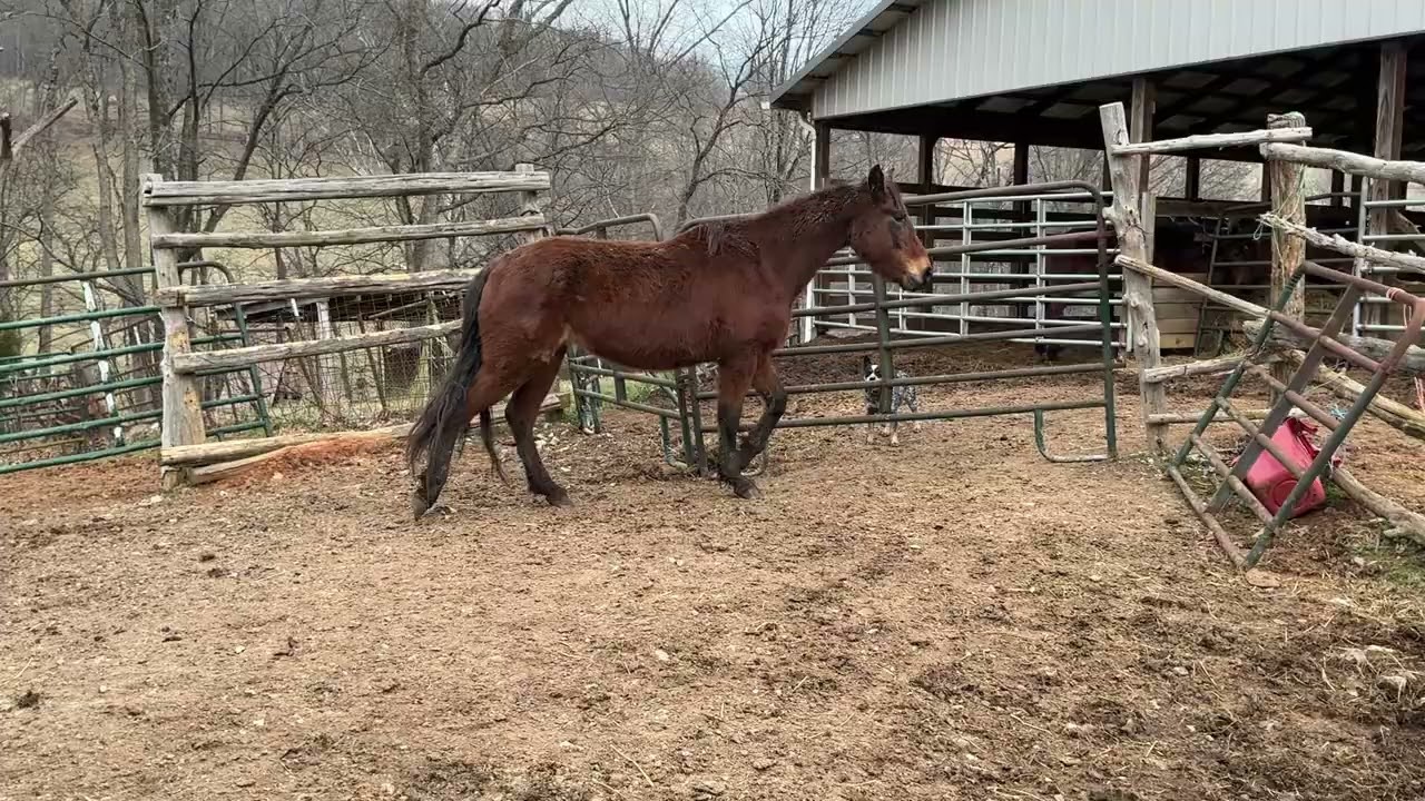 7378- 14HH bay gelding $650