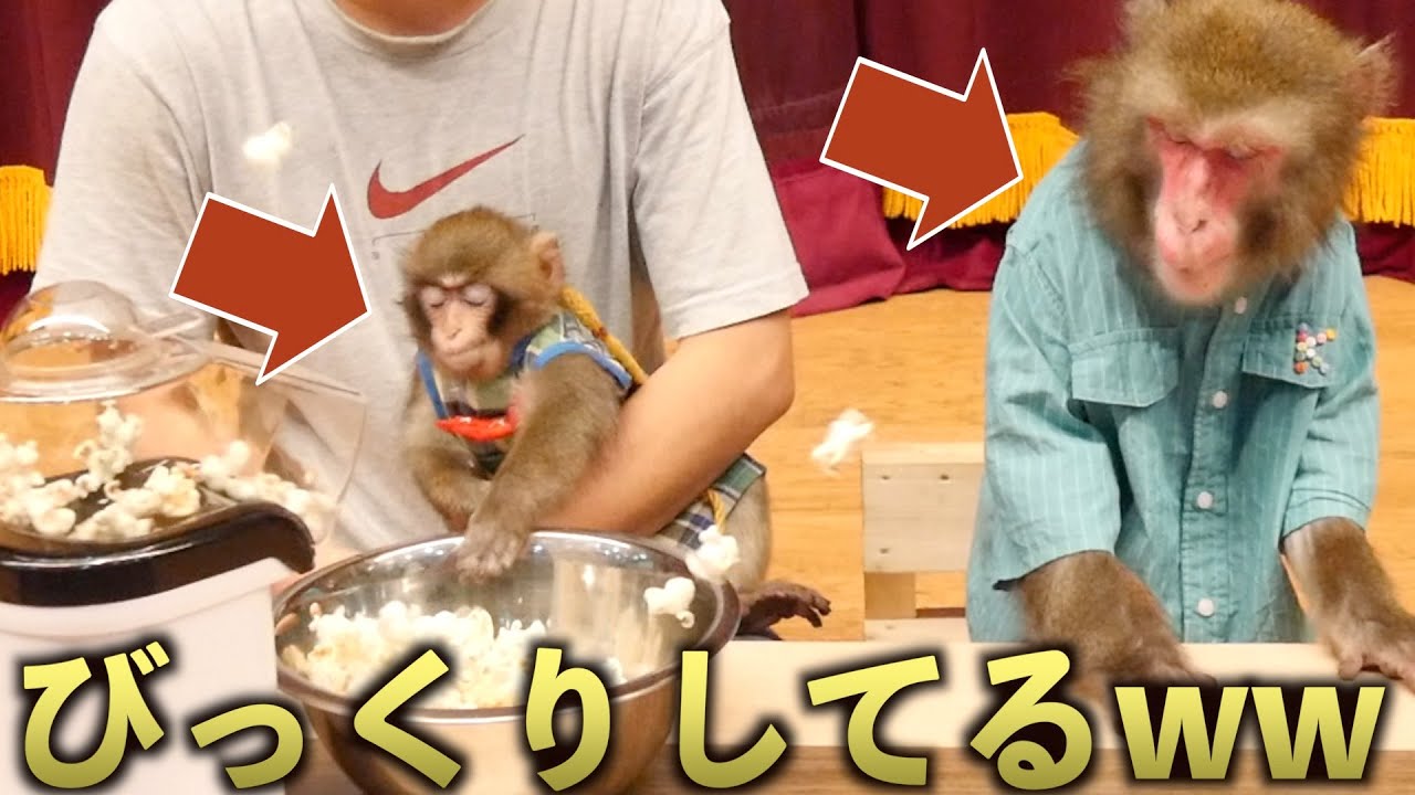 お猿さん兄弟に「ポップコーン」作ってあげたらリアクション可愛すぎたww