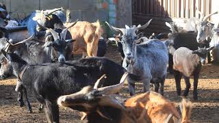 Las 9 Cabras De Pedro