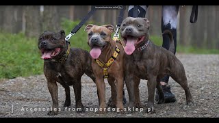 Staffordshire Bull Terrier - leash walking by Stafficzki Spiczki FCI  2,371 views 9 months ago 53 seconds