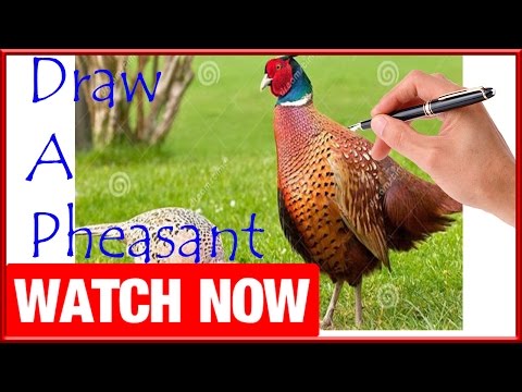 How To Draw A Pheasant - Learn To Draw - Art Space