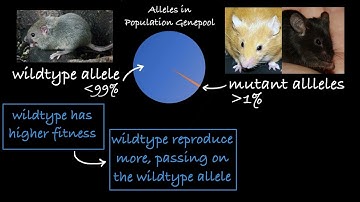 Monomorphic and Polymorphic Genes Explained