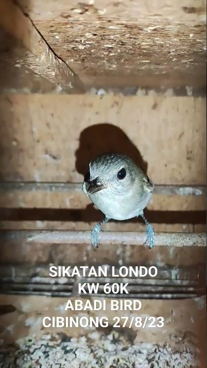 Sikatan londo kw 60k ready stock 2ekor #abadibirdcibinong