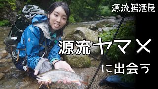 ヤマメと山女①雨の釣りキャンプ #1 Japanese Lady Fishes Yamame with Tenkara Fishing