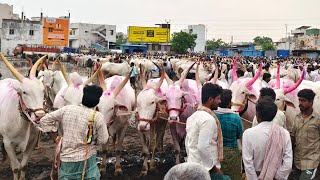 సేద్యపు కోడెల రేట్లు_ఏమ్మిగనూరు సంతలో//Yemmiganur Sunday Bull's Market-letest video Khilari bull's..