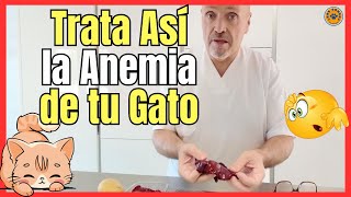 PATE CASERO PARA EL TRATAMIENTO DE LOS SÍNTOMAS DE ANEMIA EN GATOS