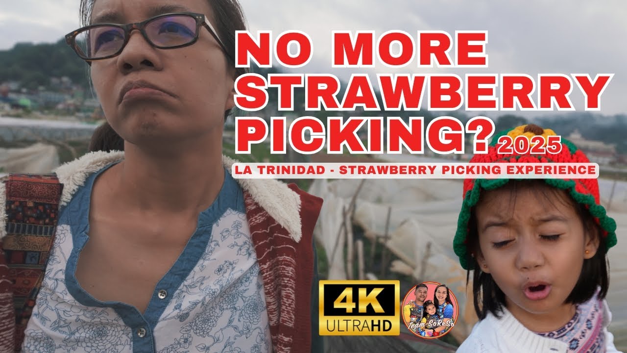 La Trinidad Strawberry Farm Picking Experience | Fresh Strawberries in Benguet! 🍓 Year 2025