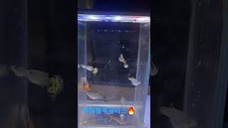 메탈블루글라스구피