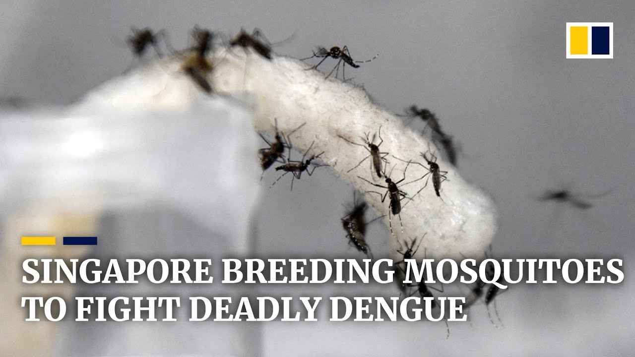 Singapore Breeds Millions Of Bacteria Infected Mosquitoes To Fight Bacteria Infected Mosquitoes