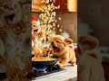 Kitten’s Popcorn Prank on Puppy