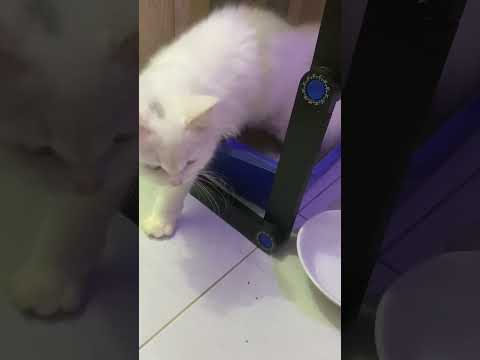 Cara Mengajarkan Kucing Menggunakan Litter Box