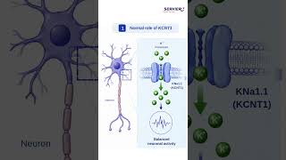 How can a genetic mutation disrupt the electrical activity of the brain?