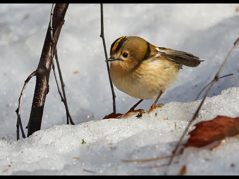 Video: Piante di bacche invernali per la fauna selvatica - Alberi e arbusti di bacche invernali comuni