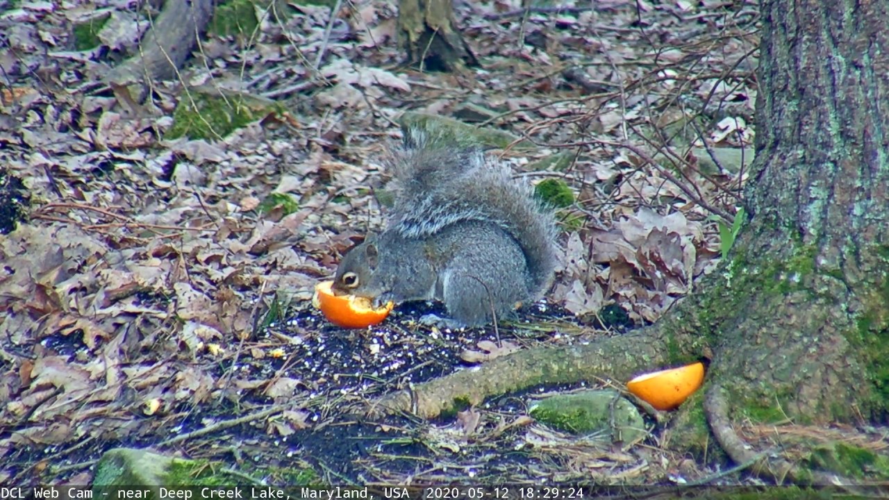 Squirrel Eating an Orange (5/12/2020) YouTube