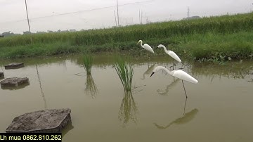 Cò, Vạc xốp mồi GIÁ RẺ? Anh em tham khảo