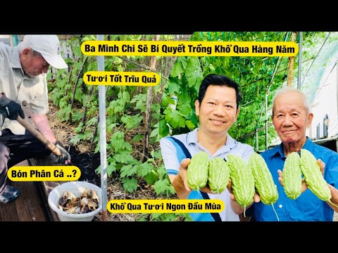 Video Giàn Khổ Qua - Ba Trồng Và Chia Sẽ Bí Quyết Chăm Sóc... - youtube