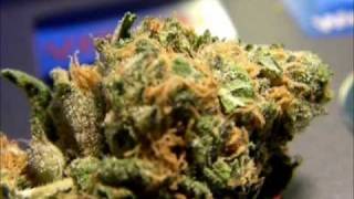 Mr.Davis Marijuana Strain- Bluecheese