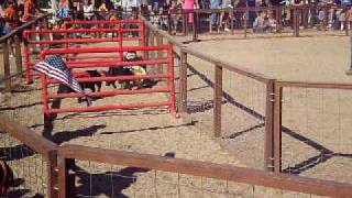 Pumpkin Patch Pig Race