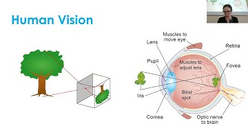 Eye-tracking workshop series #2 Basics of vision. Eye movements and measures