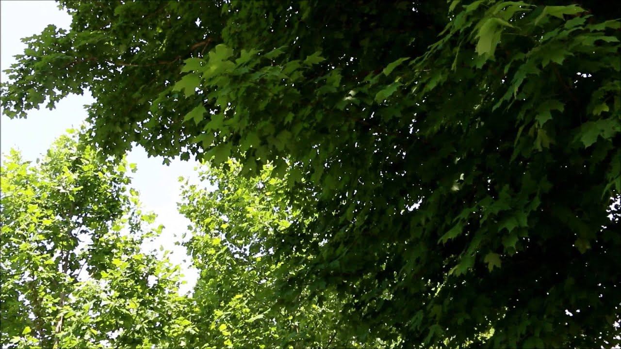 Straggling Magicicada cassini or tredecassini, May 28 2014, Hwy 141 and Big Spring Road. TN