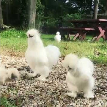 American Silky Cotton Chicks