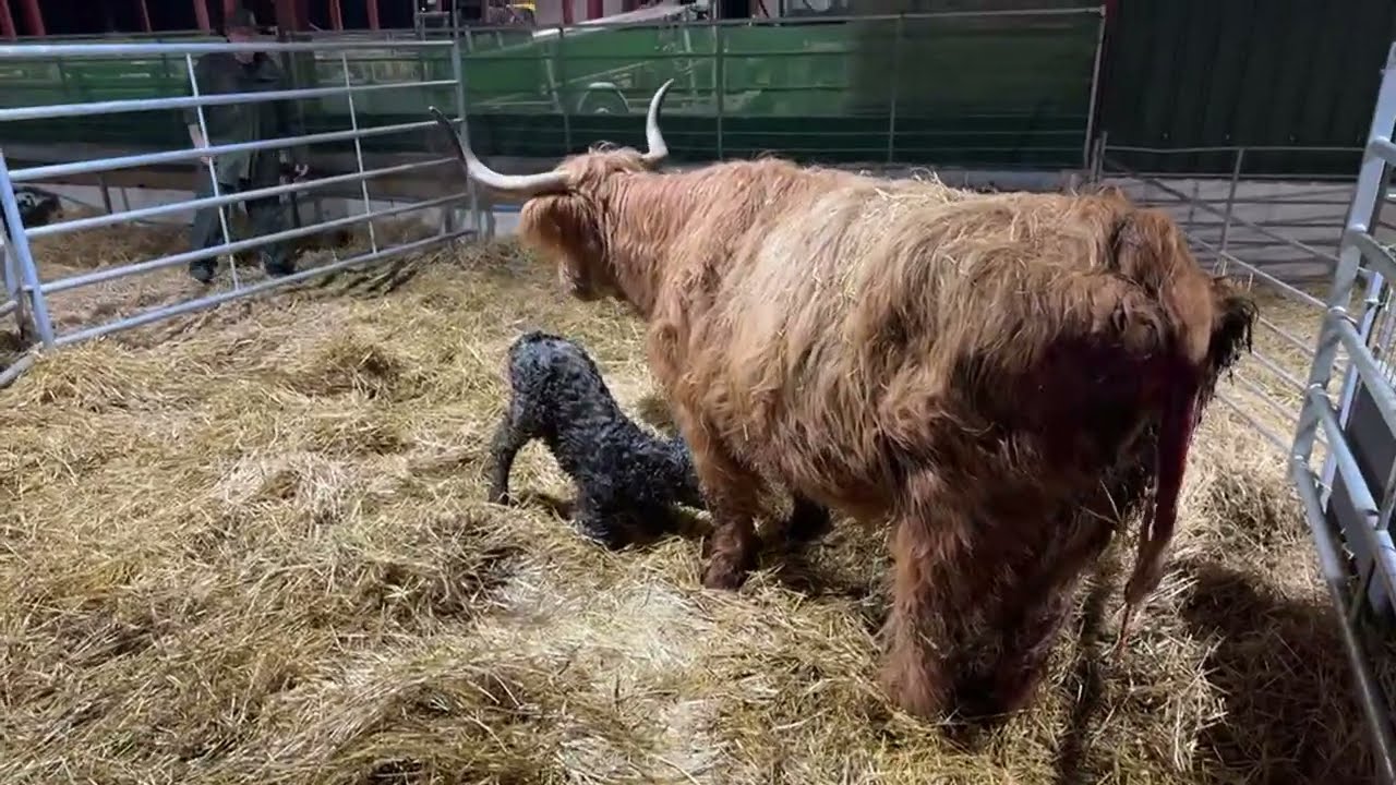 Updates on our Newborn Highland Calf!